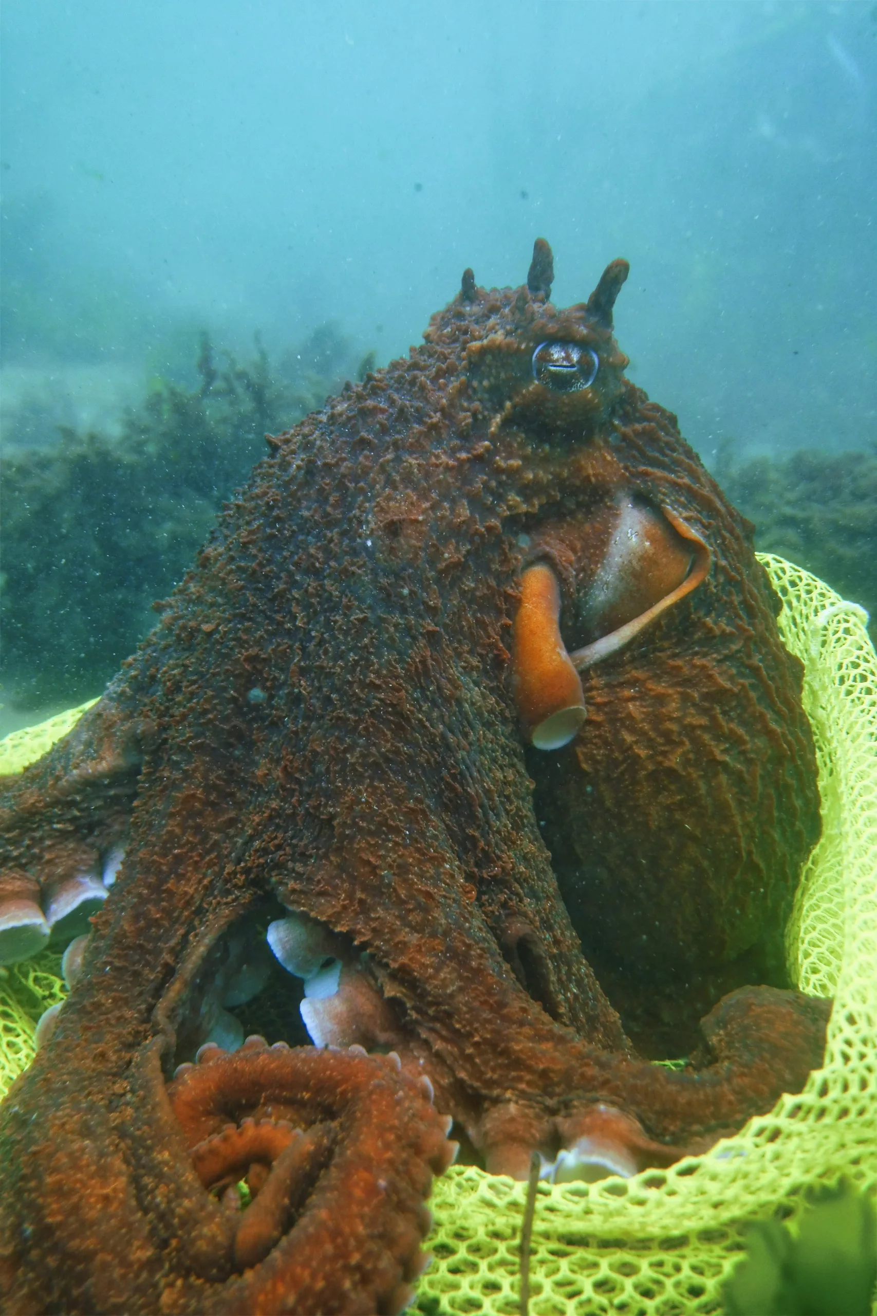 Sherlock’s Salish Sea Sojourn